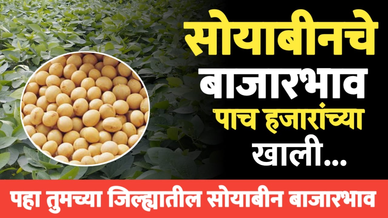 सोयाबीन भावात मोठा बदल
