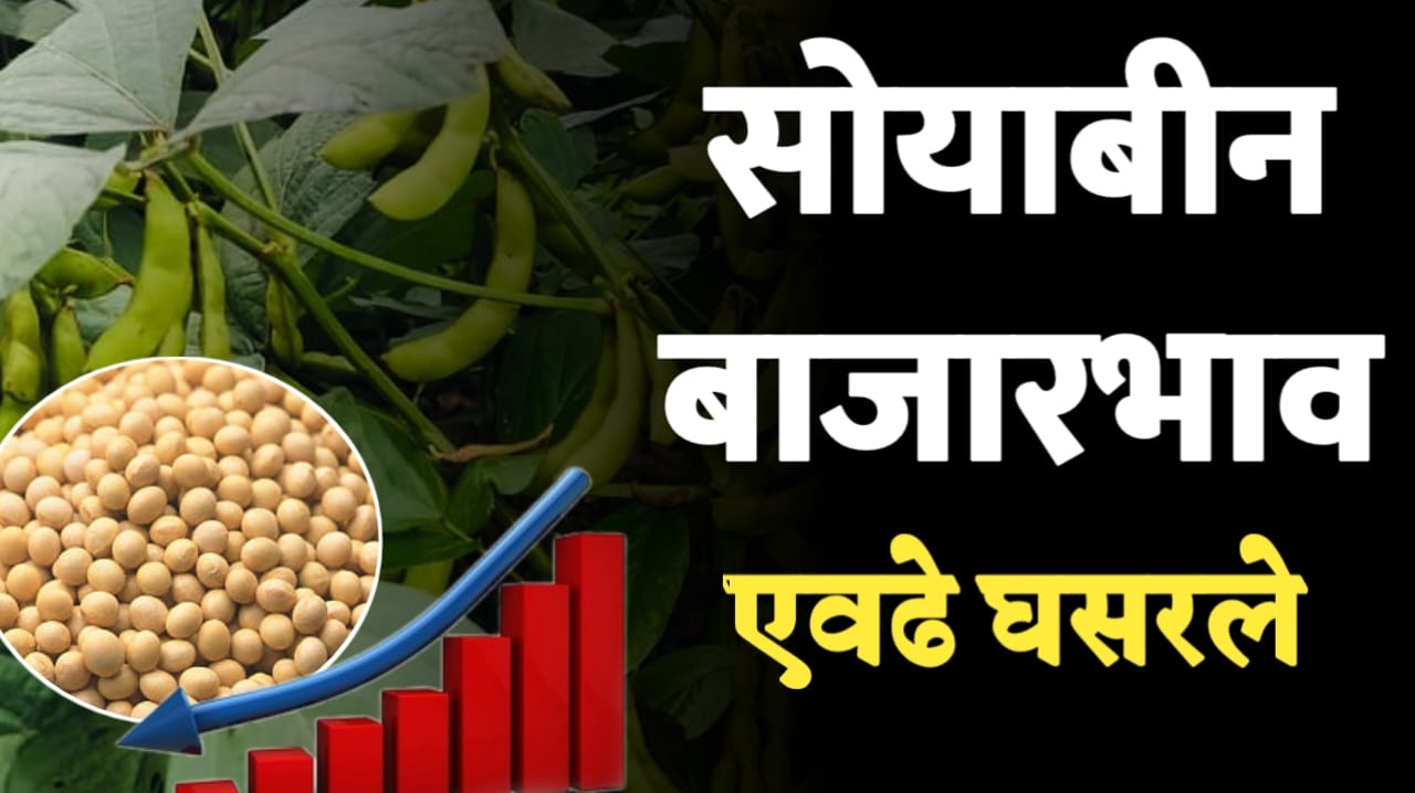 soyabin rate