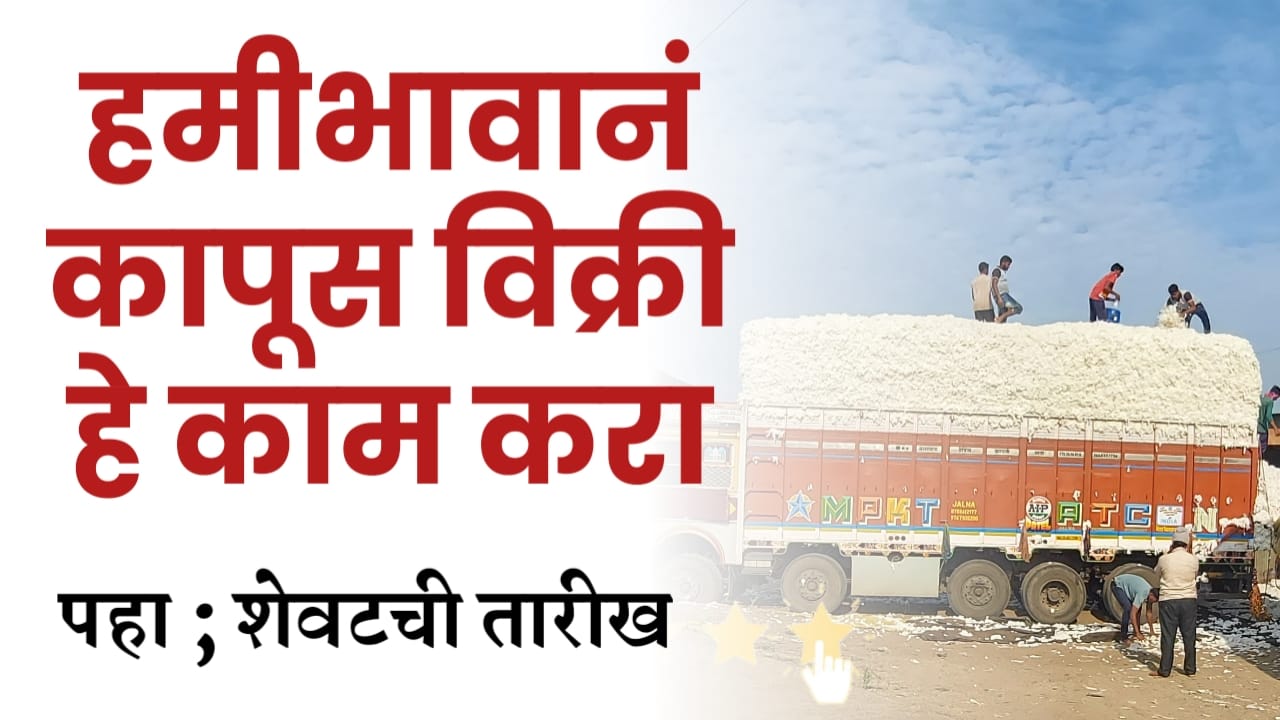 कापूस हमीभाव 8110